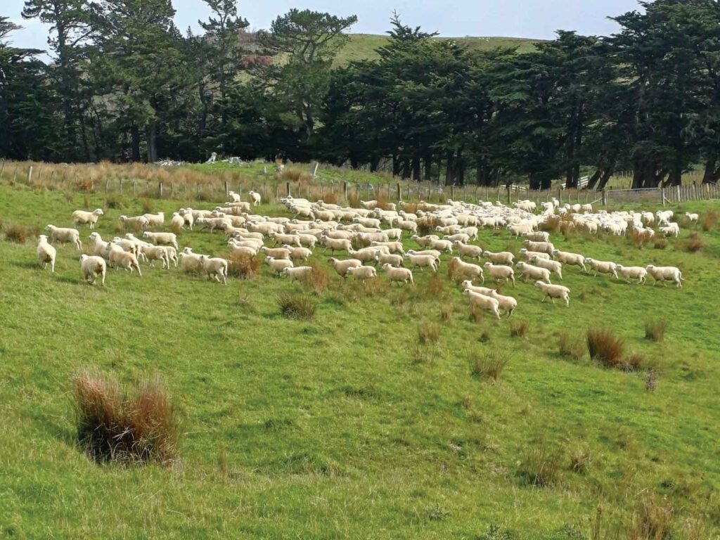 profile fertilisers dairy farming products waikato 59